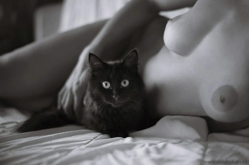 Красивые черные коты