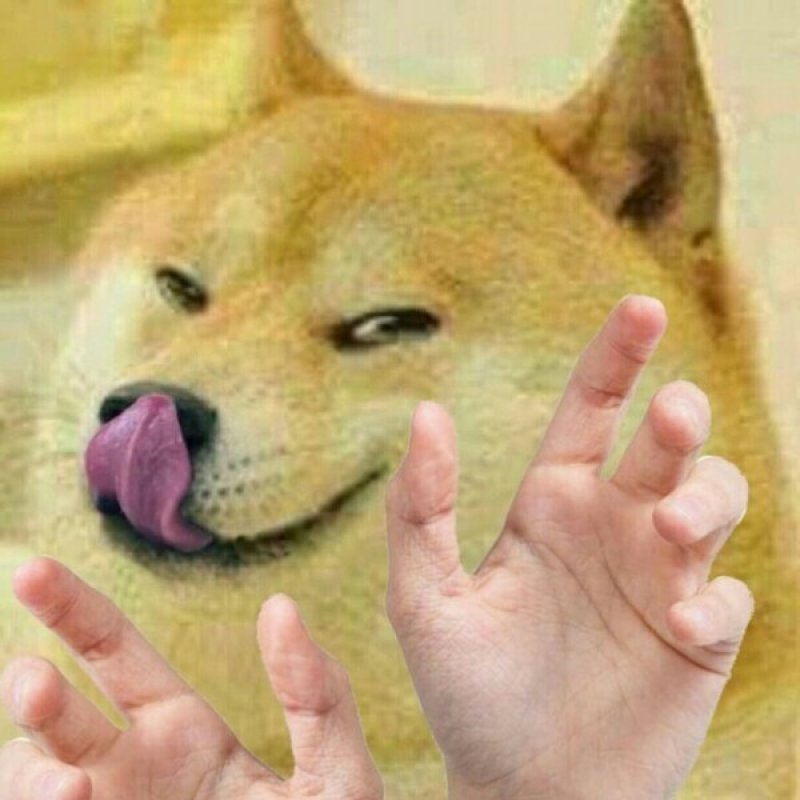 Фото: Сиба ину doge