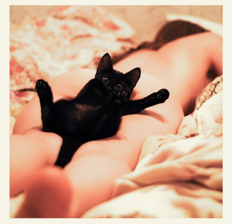 Кошка эротика