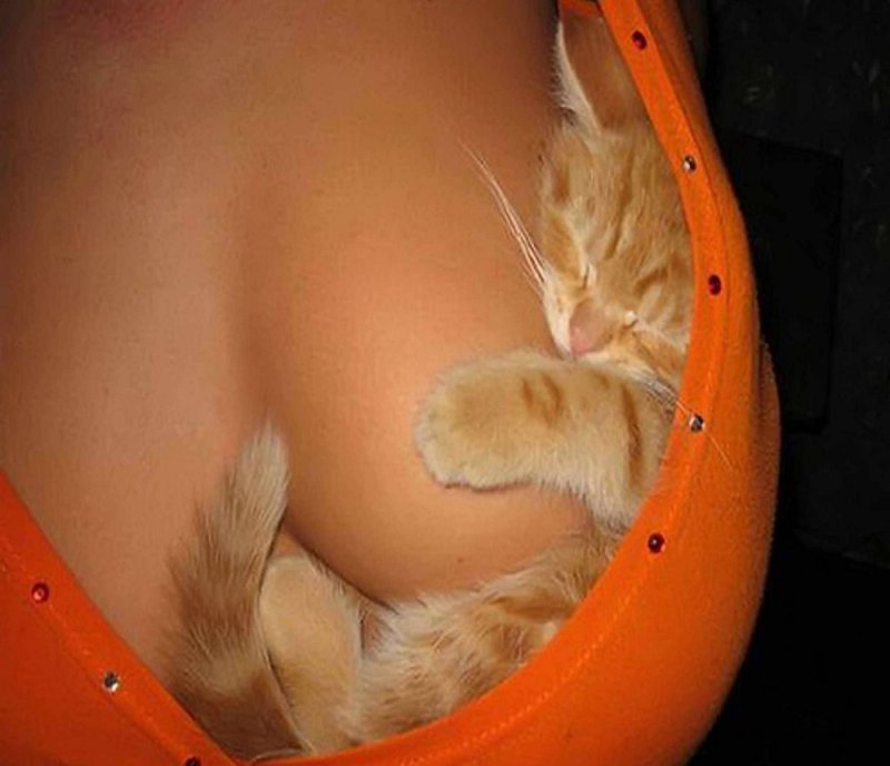 Женская груди