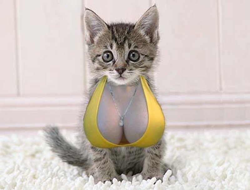 Кошка с грудью