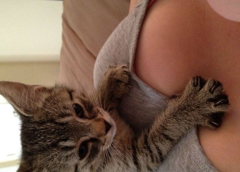 Киска и сиськи