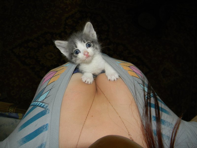 Кот с сиськами