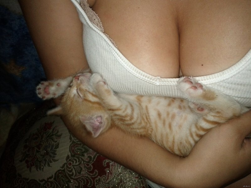 Кот на груди