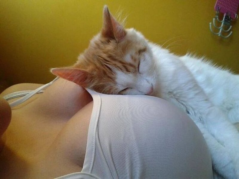 Кот с сиськами