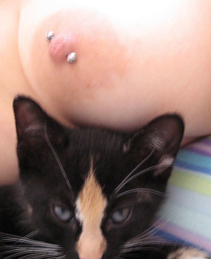 Кошка венера химера